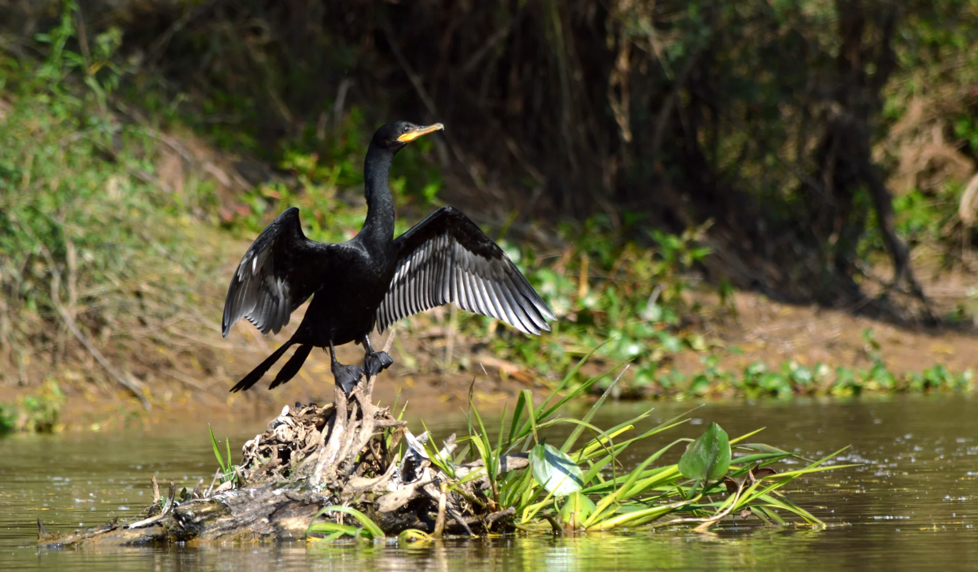 Biguá — Phalacrocorax brasilianus