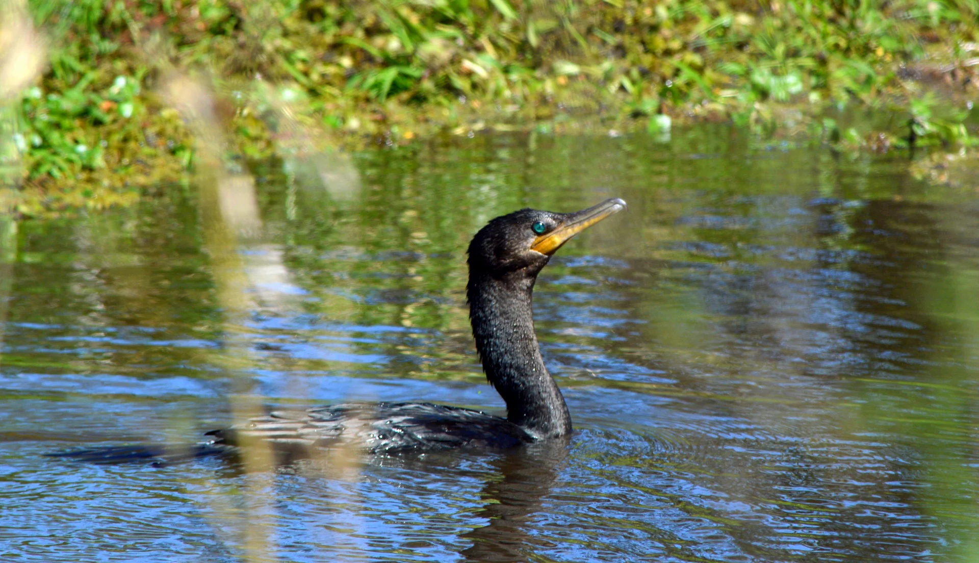 Biguá en Monte Vera
