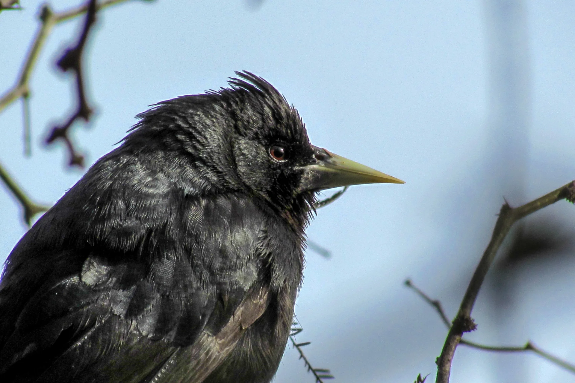 Boyero Negro — Cacicus solitarius