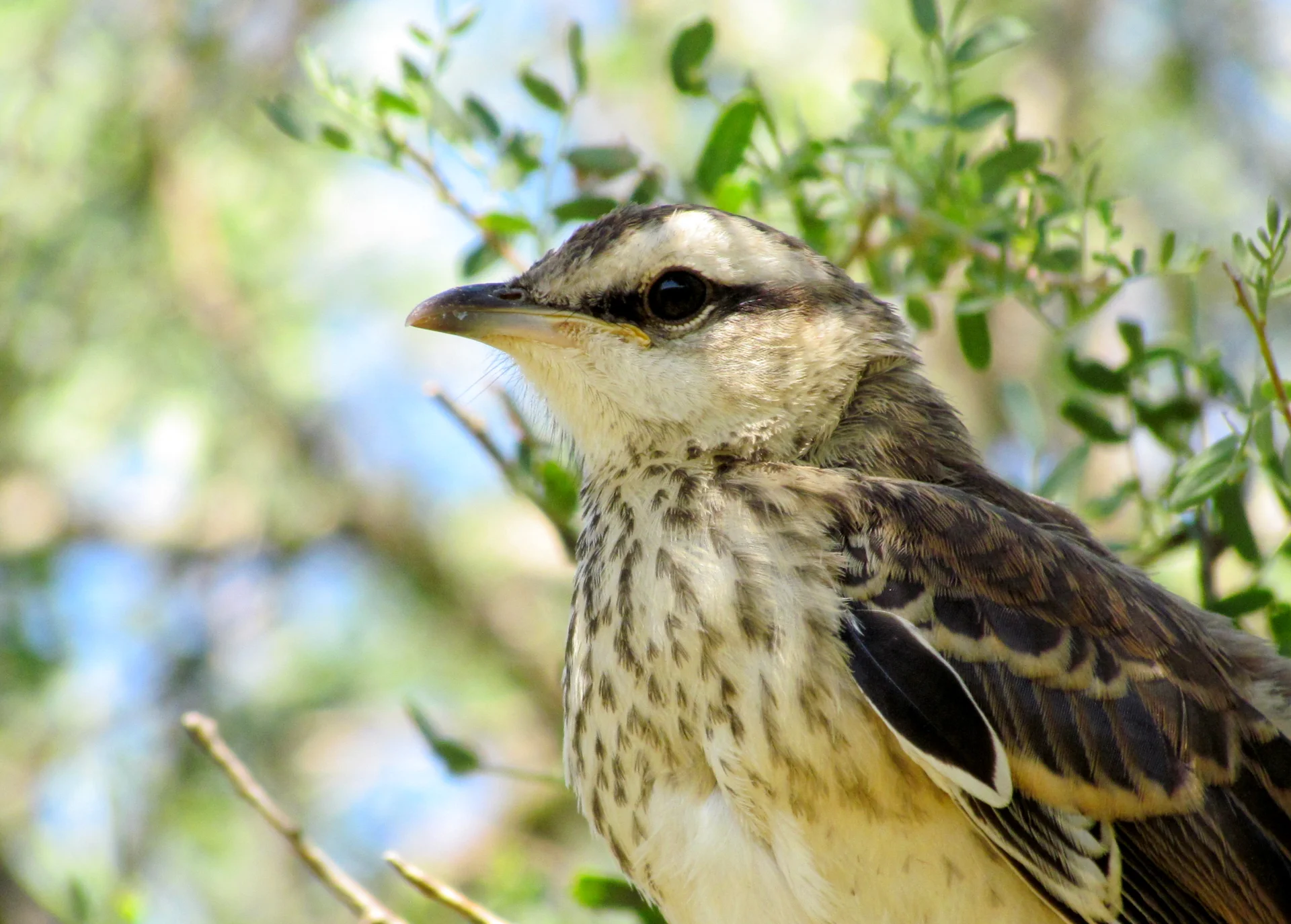 Calandria