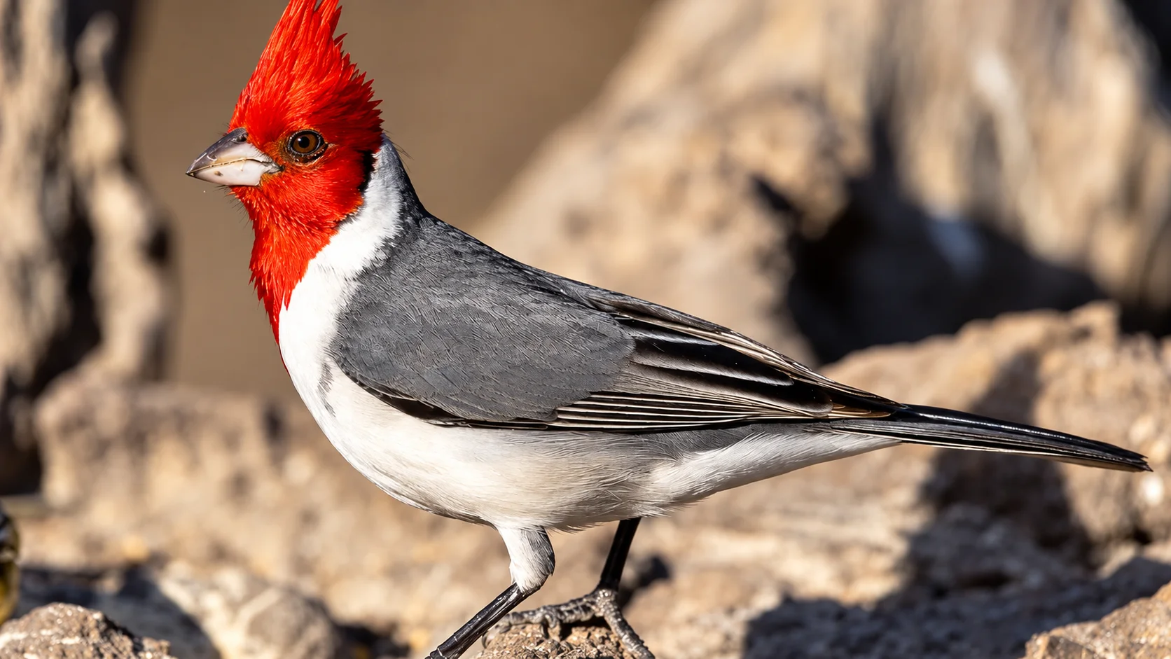 Cardenal Común — Paroaria coronata