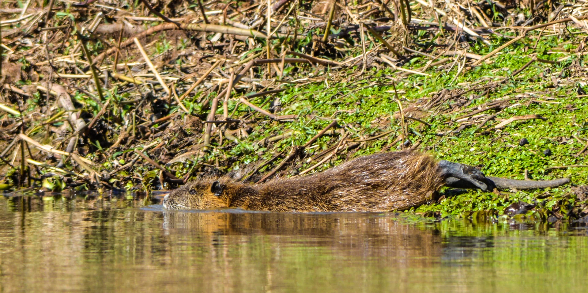 Coipo — Myocastor coypus
