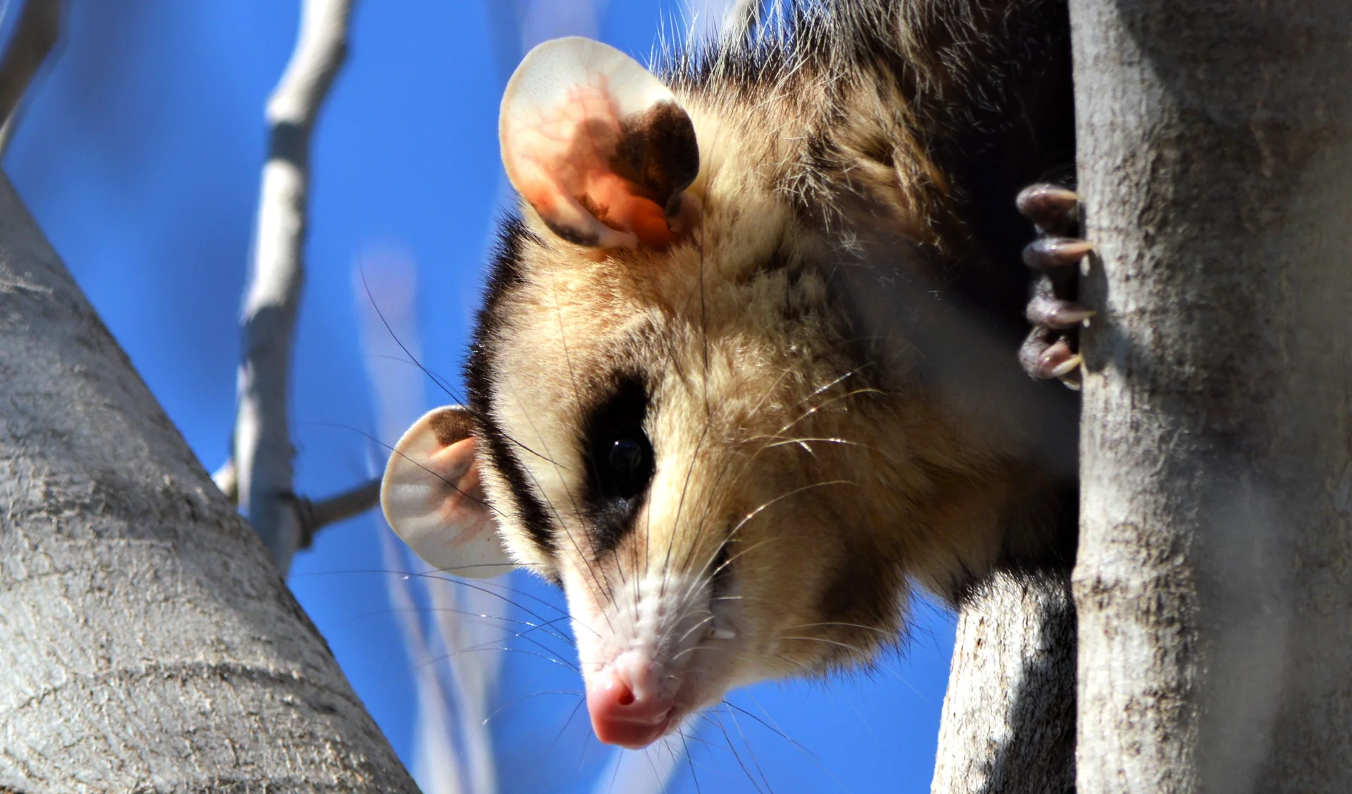 Comadreja Overa — Didelphis albiventris