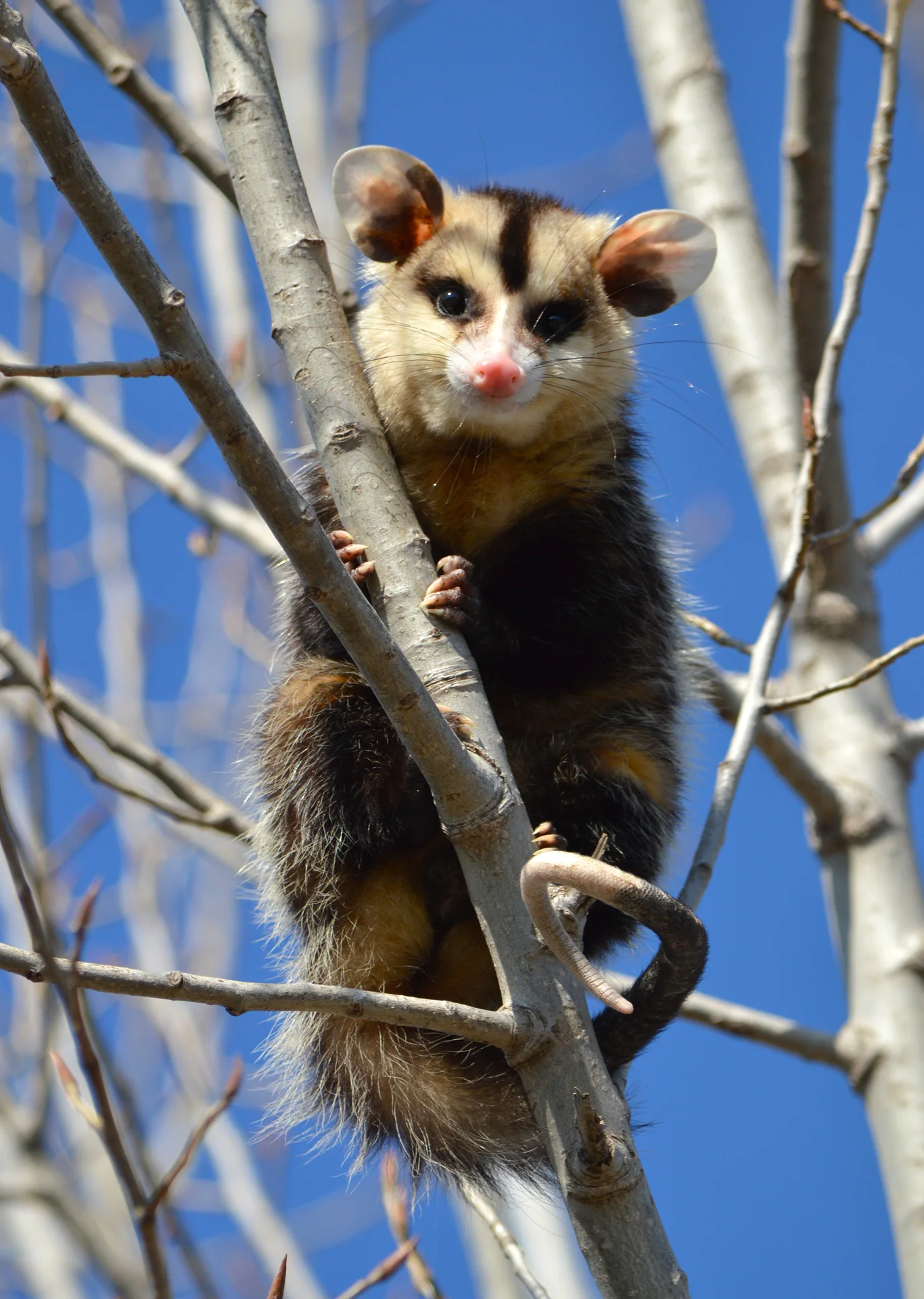 Comadreja Overa — Didelphis albiventris