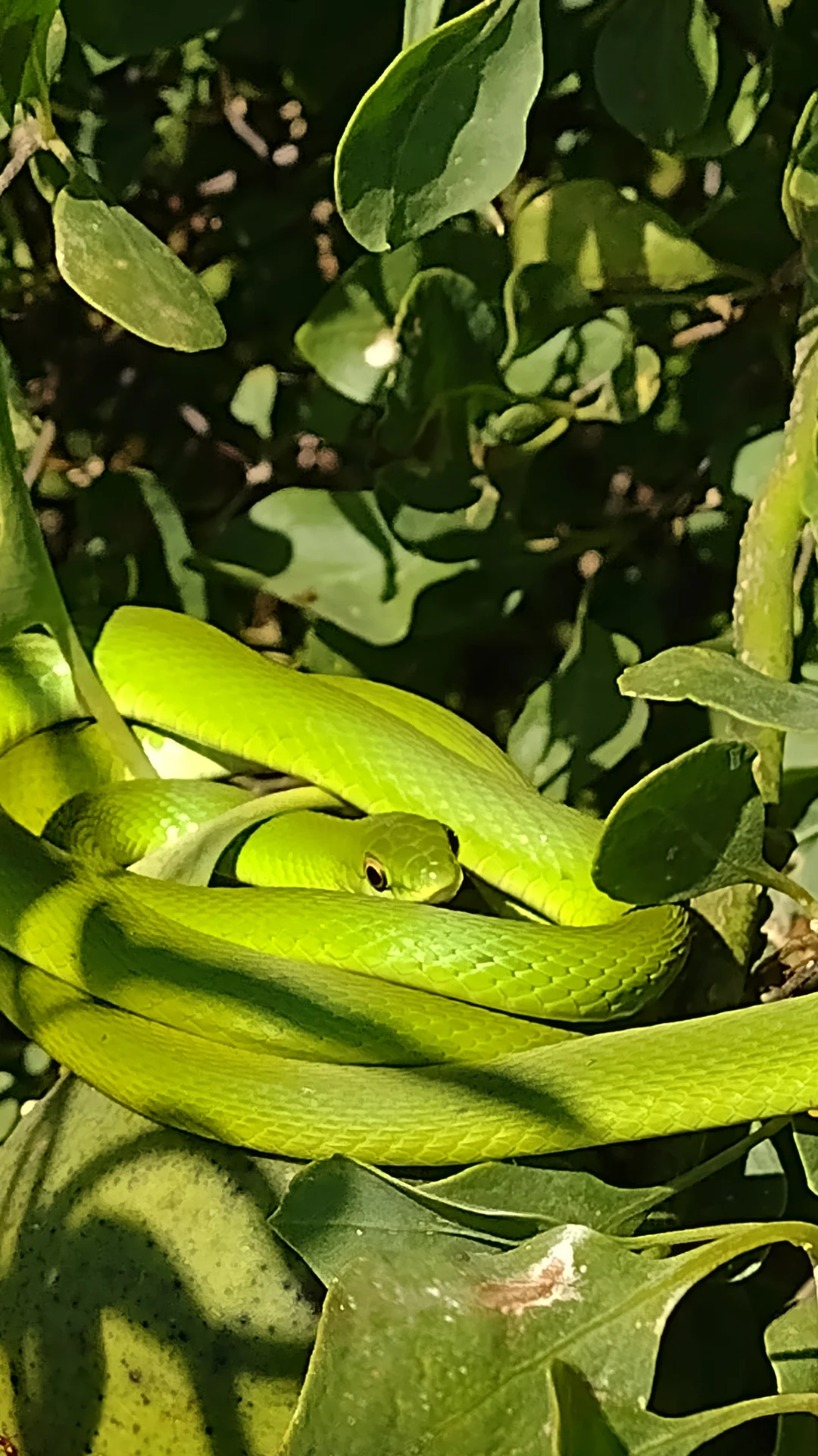 Culebra Verde — Philodryas aestiva