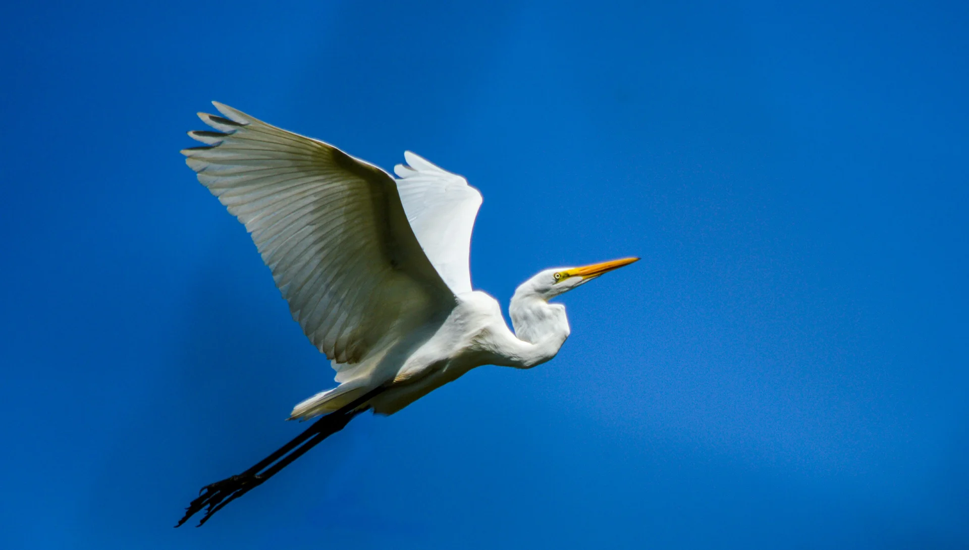 Garza Blanca — Ardea alba