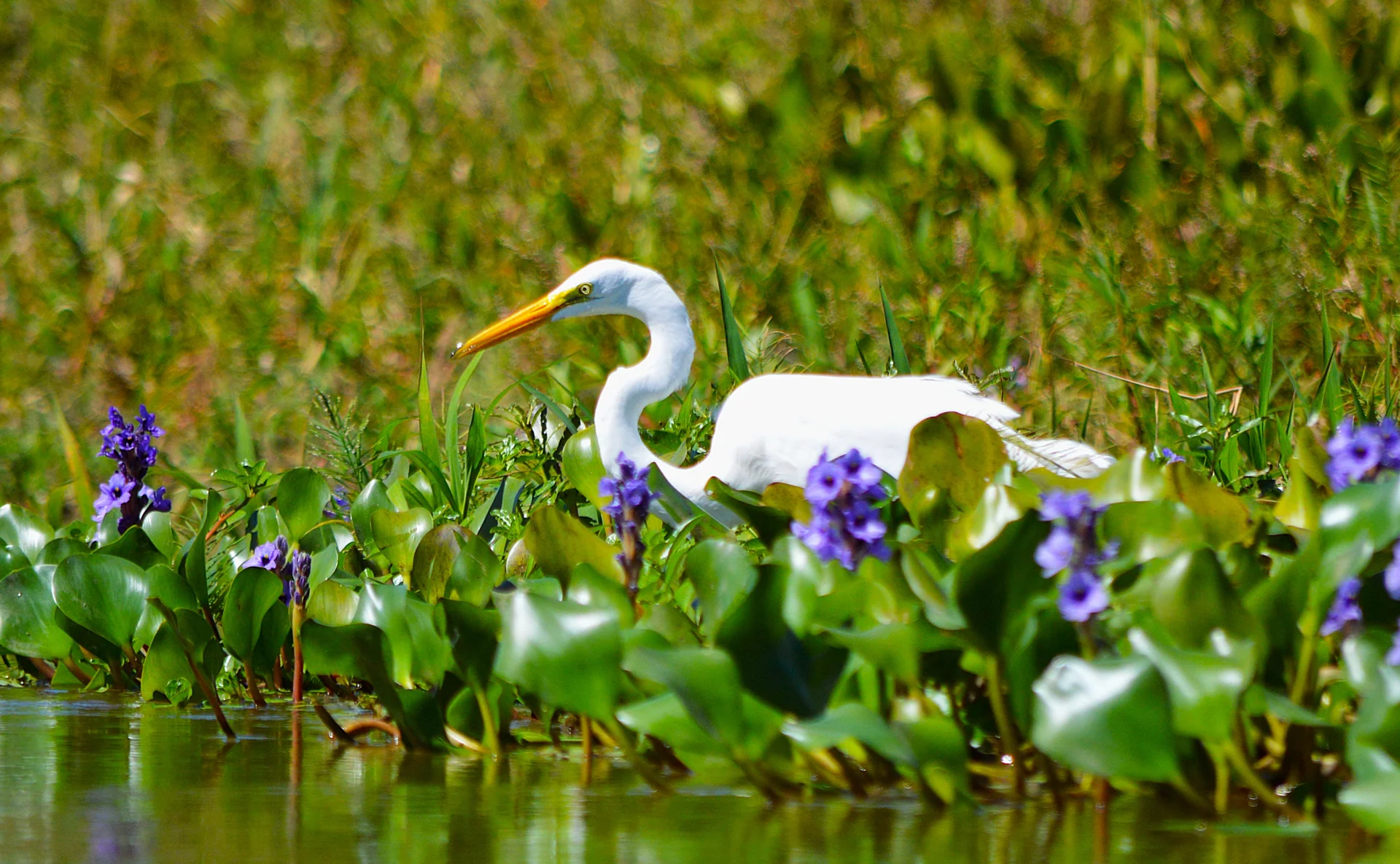 Garza Blanca — Ardea alba