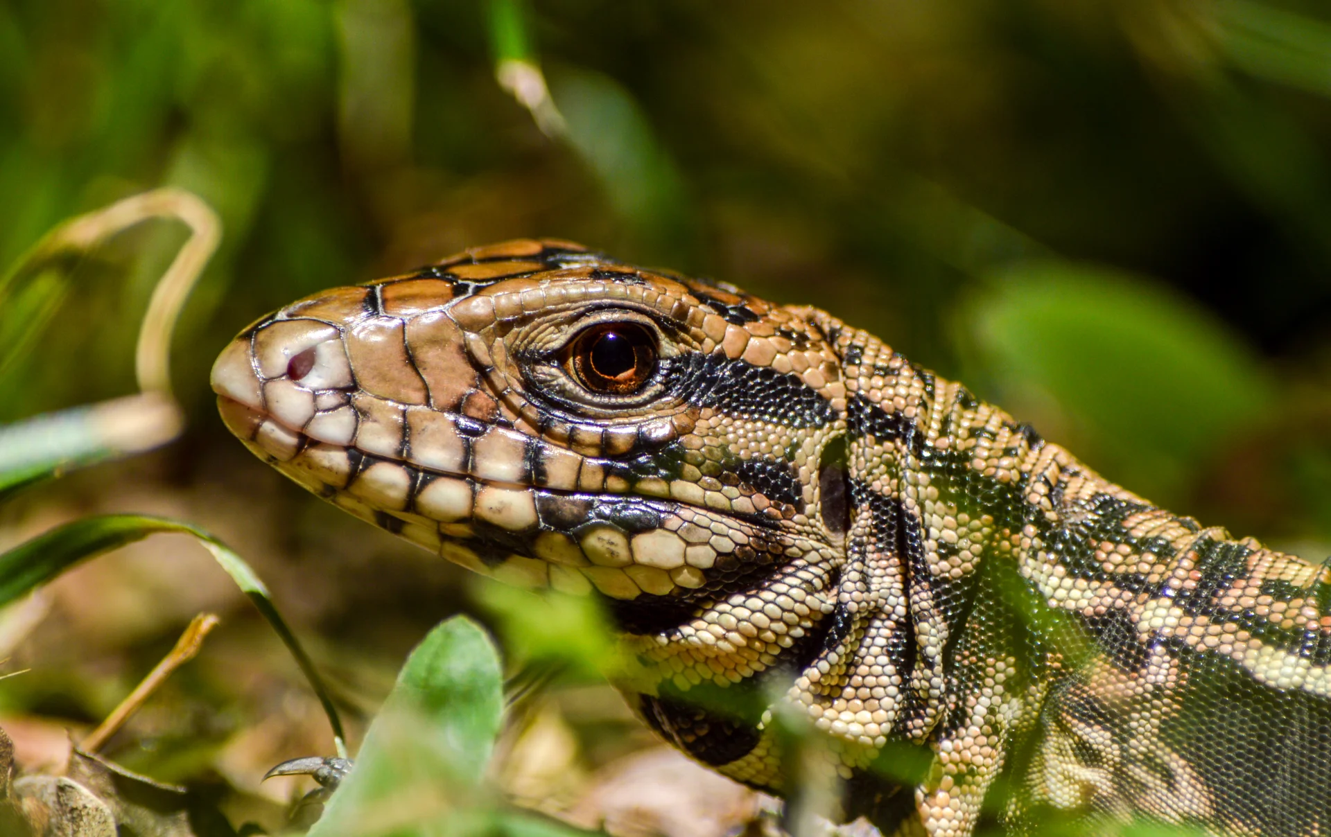 Lagarto Overo — Salvator merianae