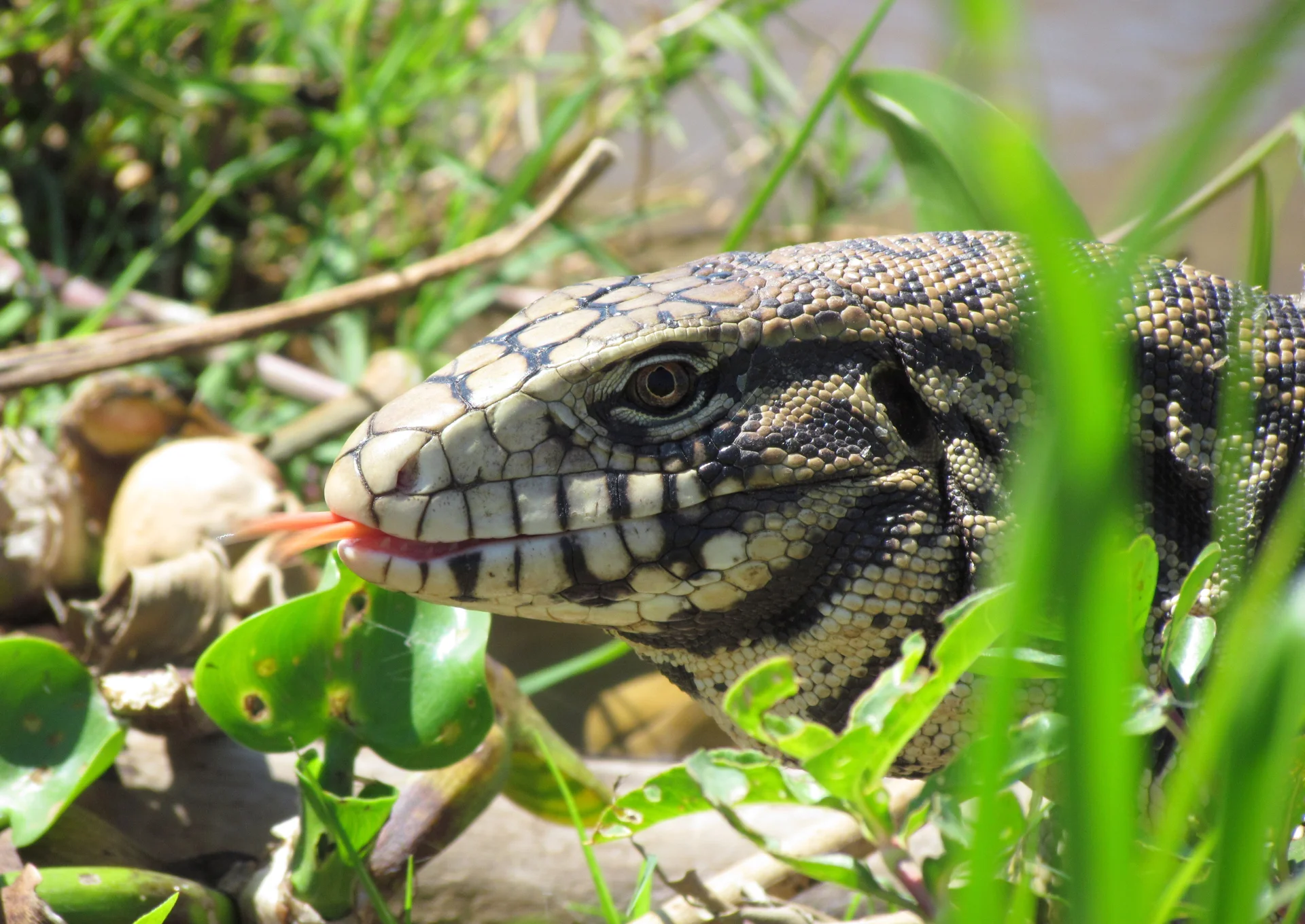 Lagarto Overo — Salvator merianae