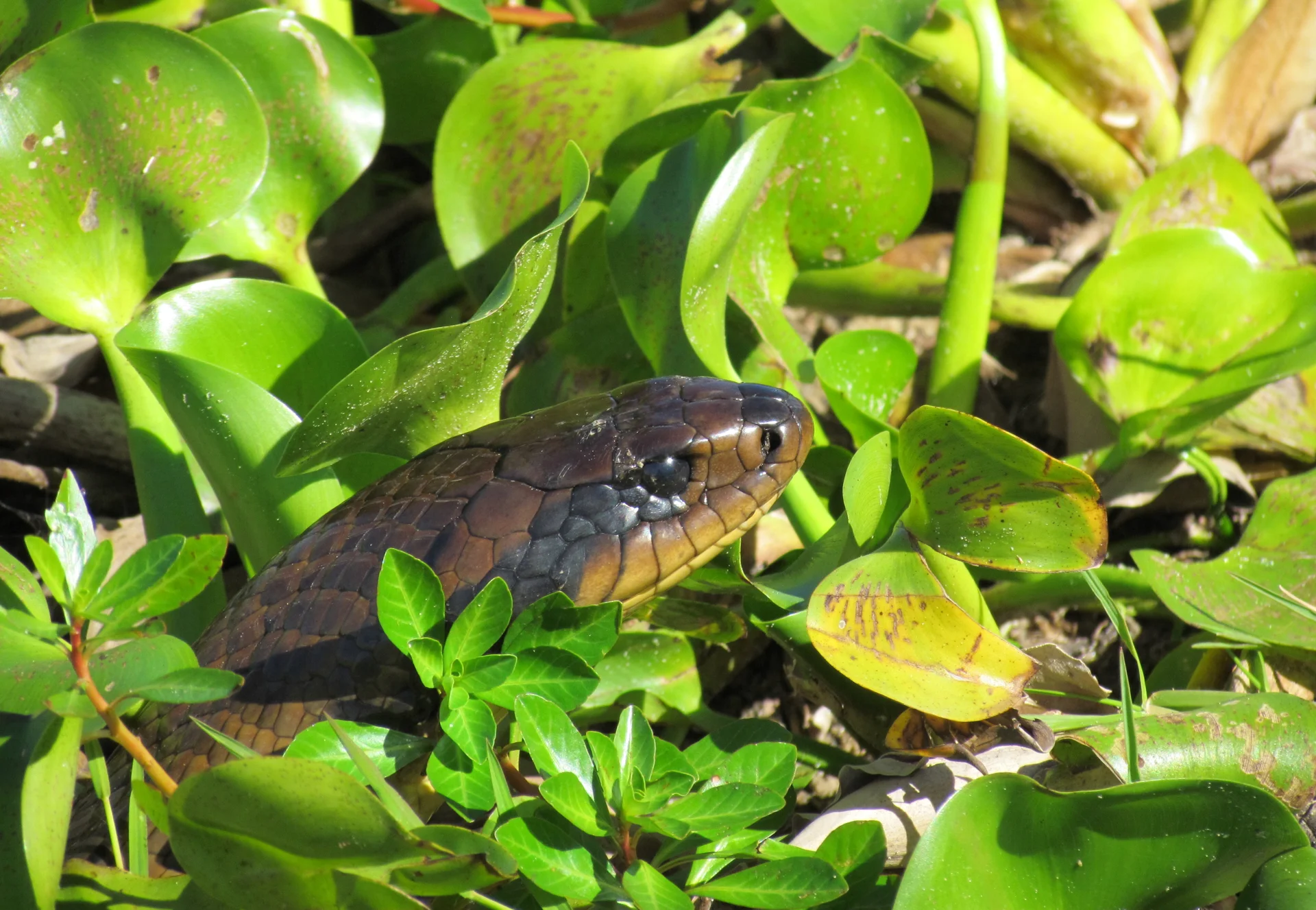 Ñacaniná — Hydrodynastes gigas