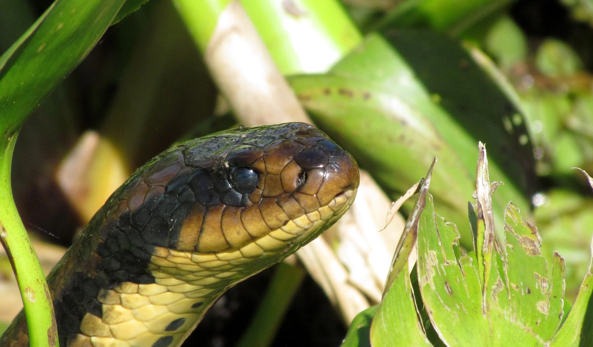 Ñacaniná — Hydrodynastes gigas