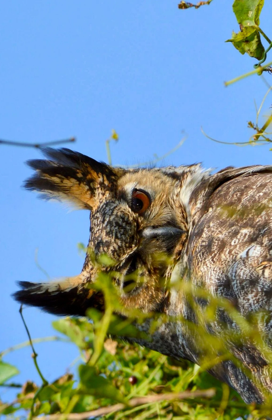 Ñacurutú — Bubo virginianus