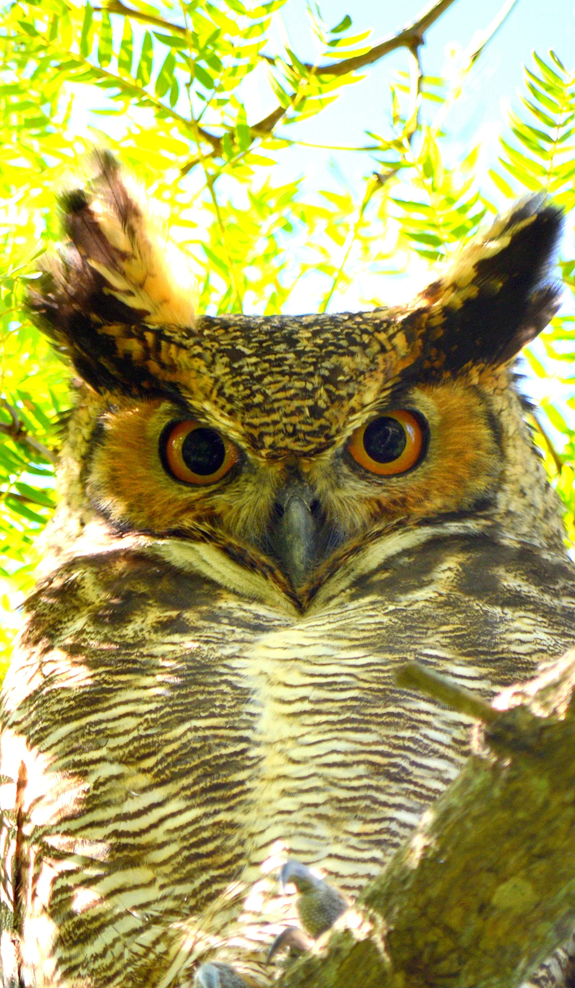 Ñacurutú — Bubo virginianus