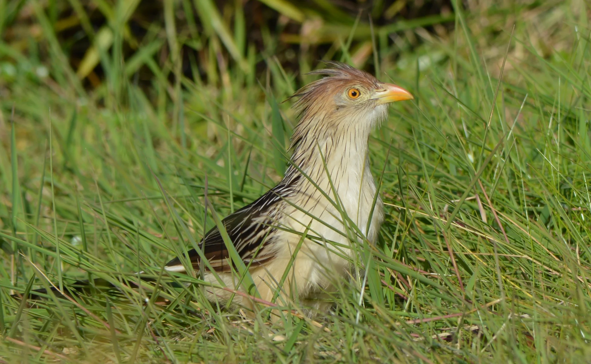 Pirincho — Guira guira