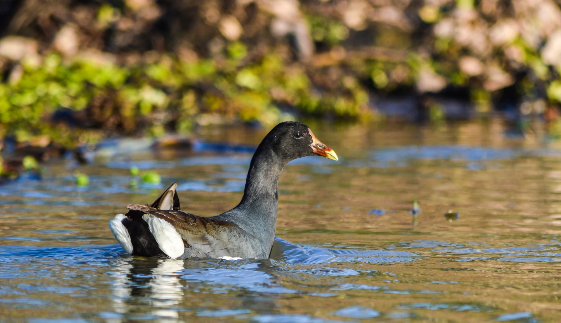 Pollona Negra — Gallinula galeata