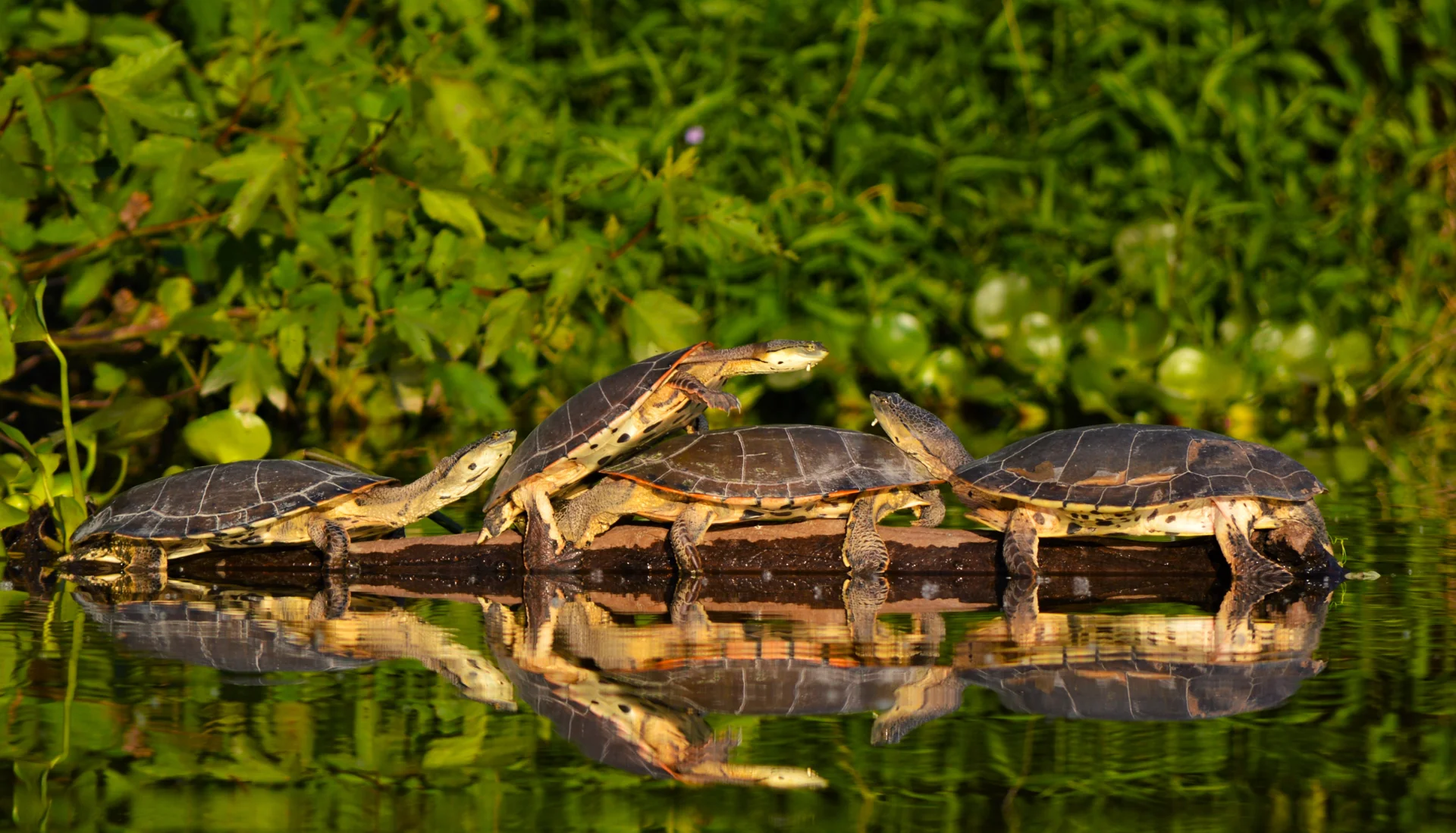 Tortuga de Laguna — Phrynops hilarii