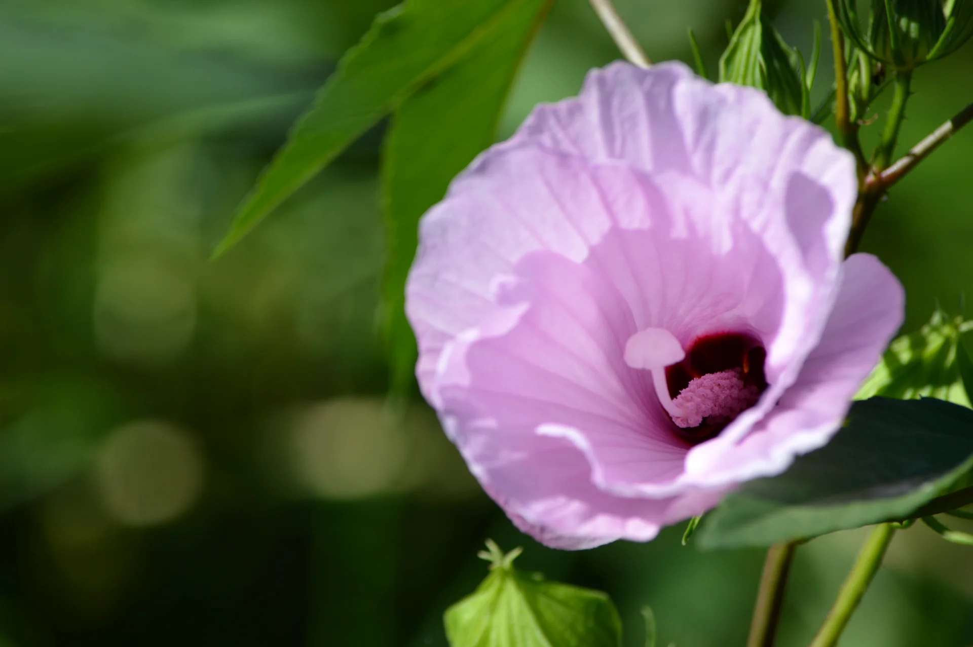 Rosa de Río en Monte Vera