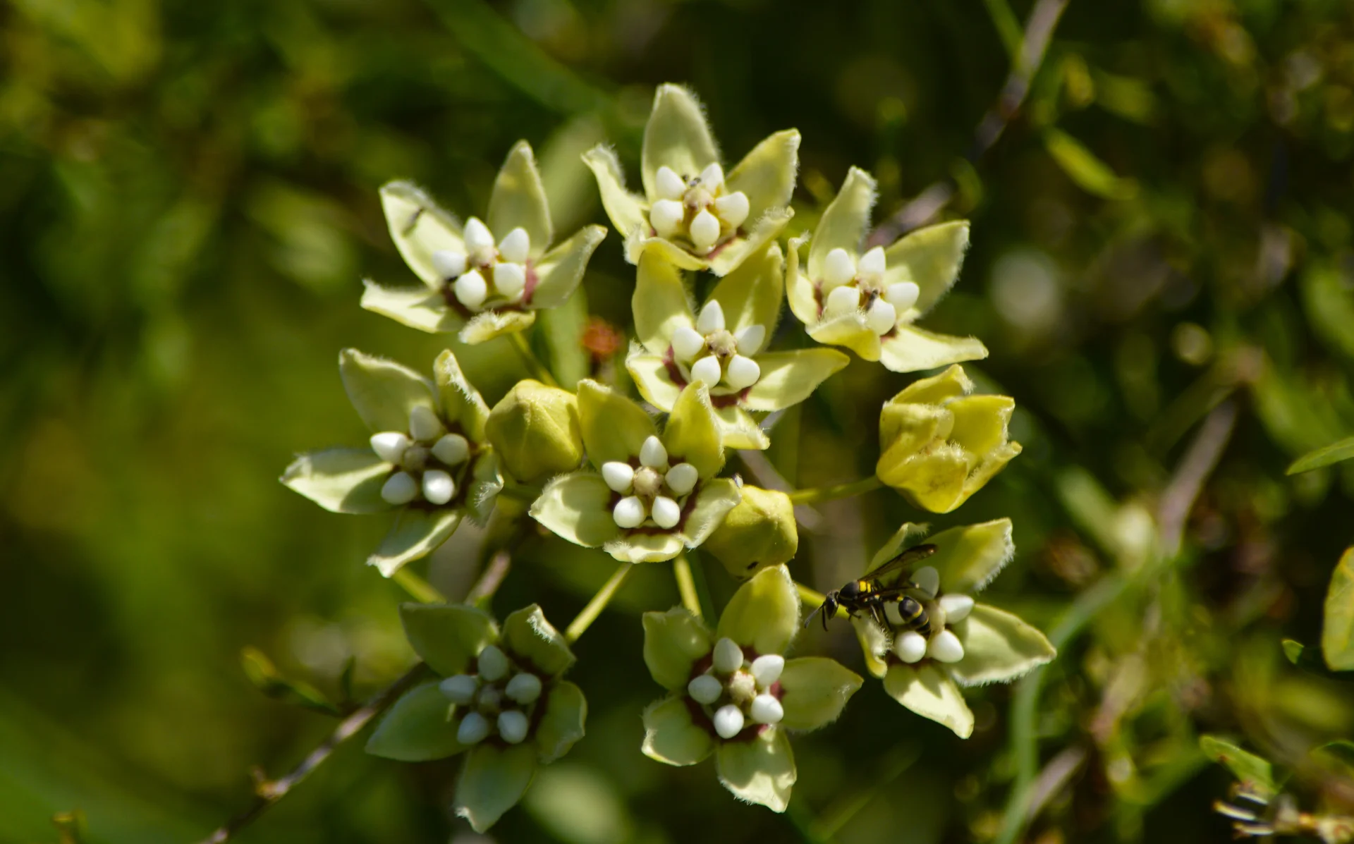 Tasi en Monte Vera